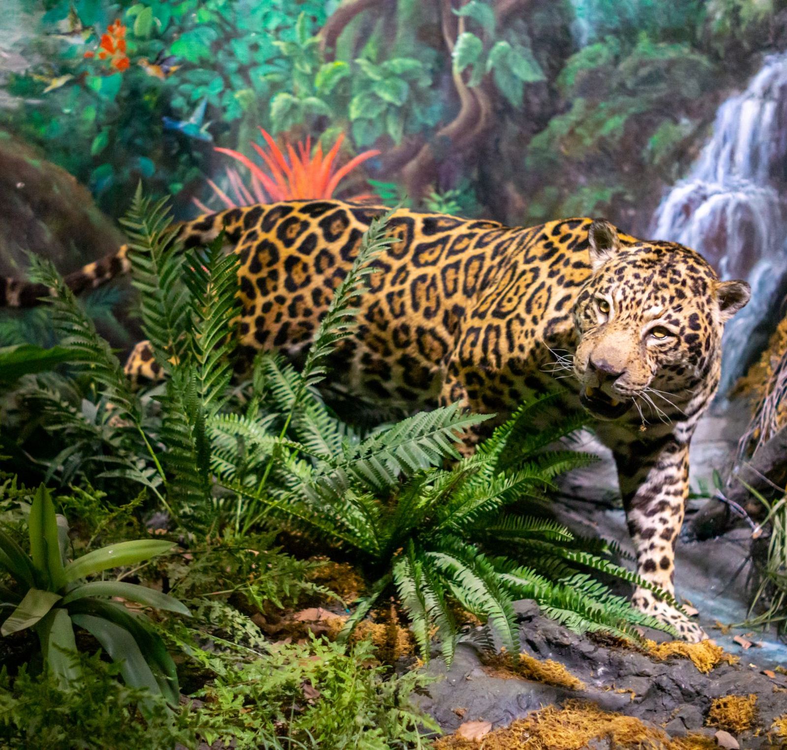 叢林背景下的豹子標本