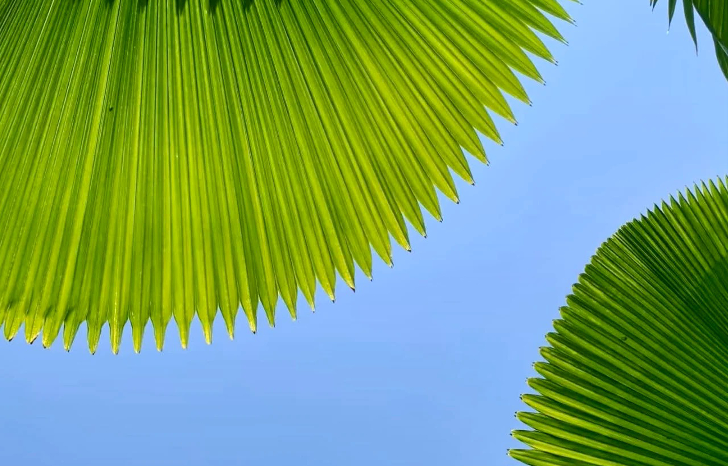 雲南西雙版納3天2晚深度遊 （中科院植物園+野象谷+星光夜市+花卉園下午茶+孔雀宴+象餐 探索原始森林 感受自然）