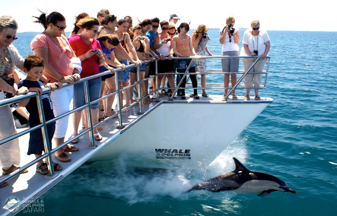 奧克蘭觀鯨 & 觀海豚遊船之旅