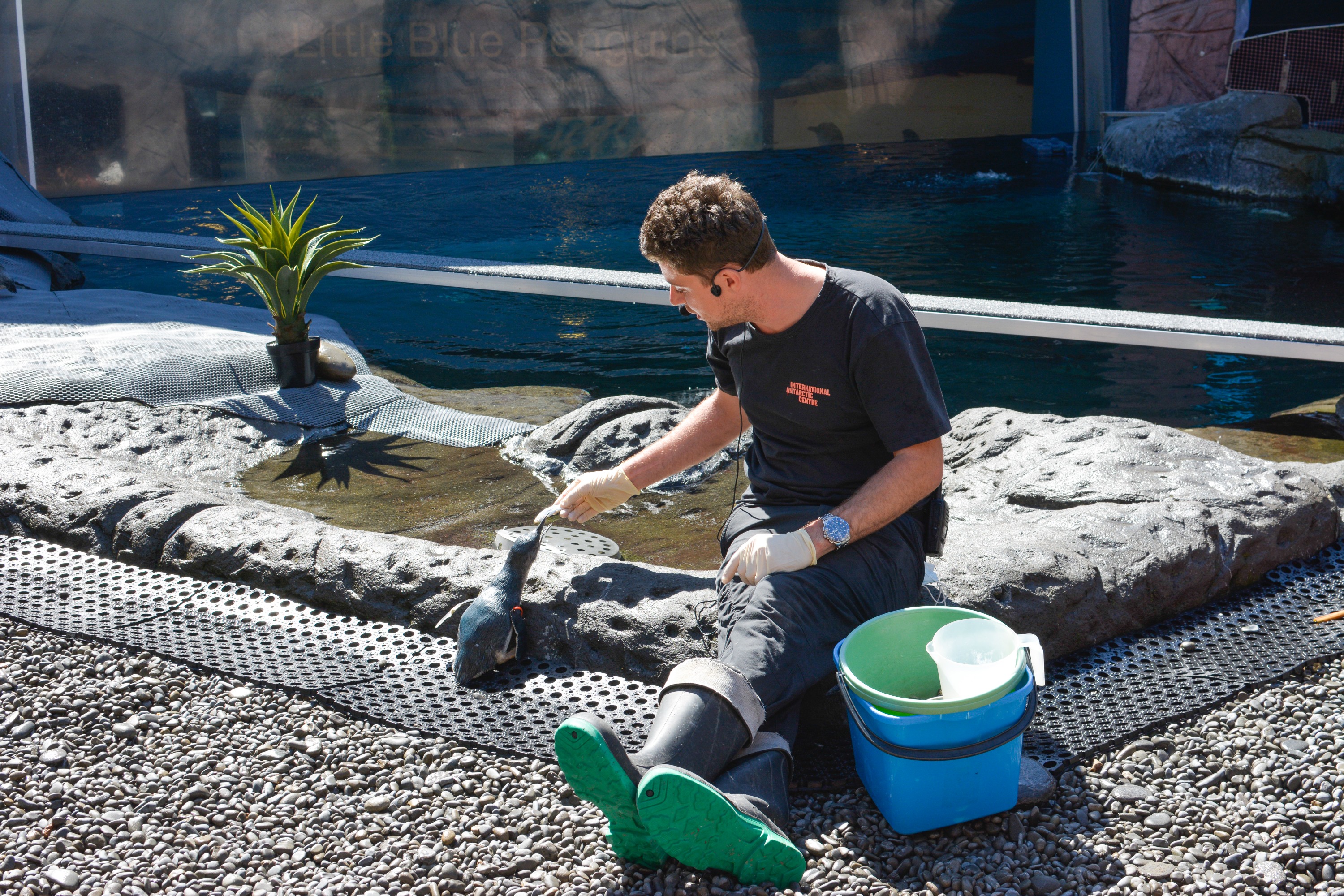 international antarctic centre