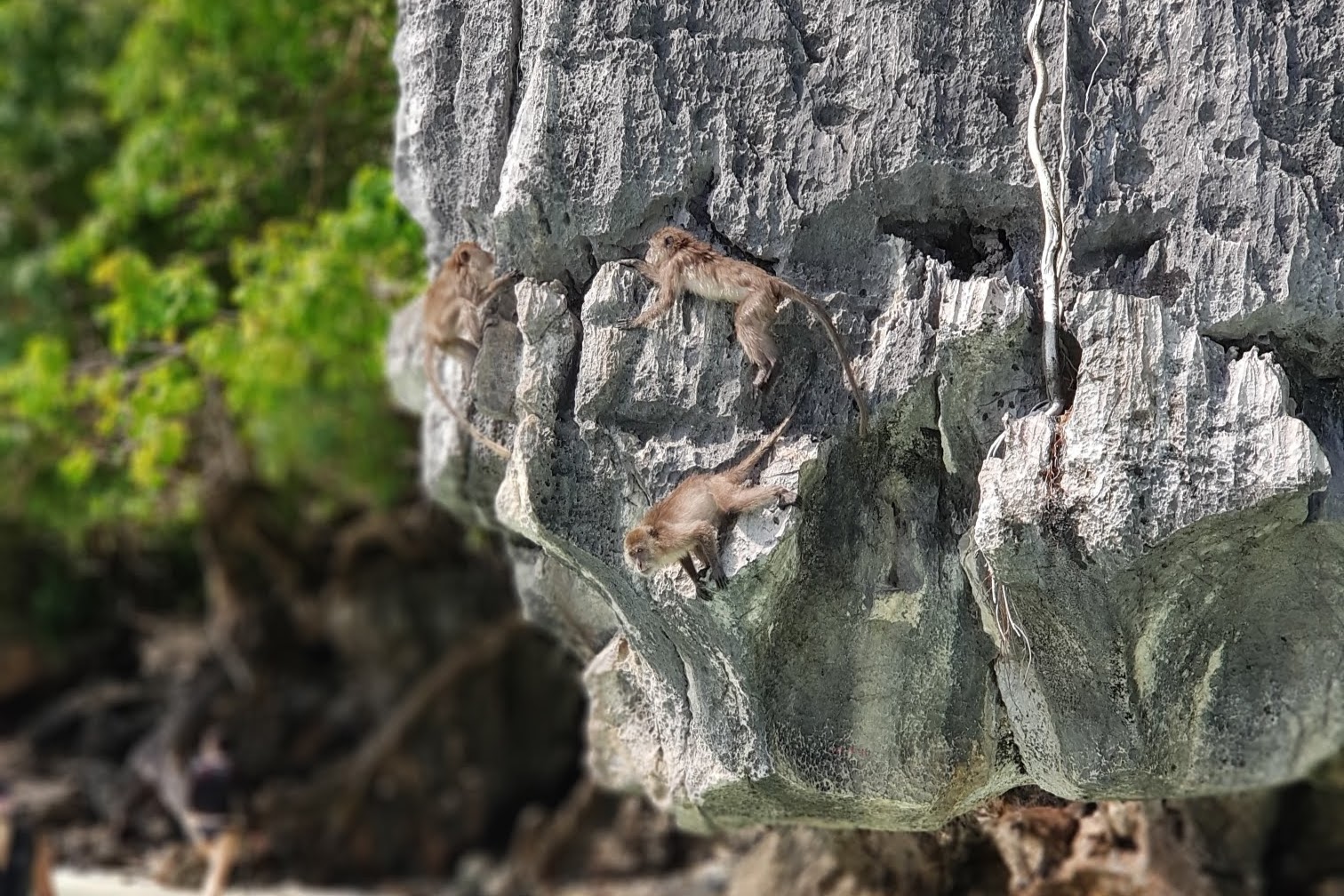 蘭達島 (Koh Lanta) 出發，前往翡翠島 (Koh Mai Pai) 等島嶼的精彩小島探險之旅