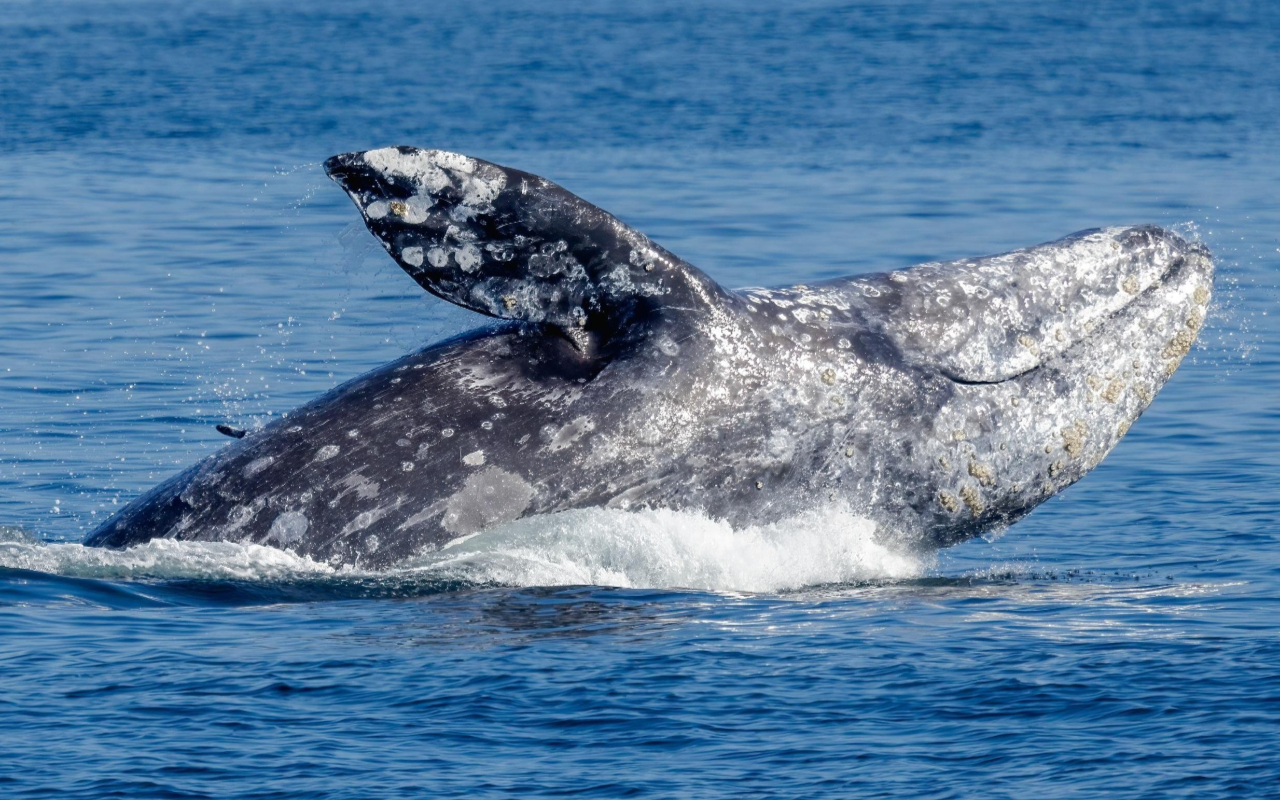 留意巨大的灰鯨在當地水域遷徙時浮出水面。