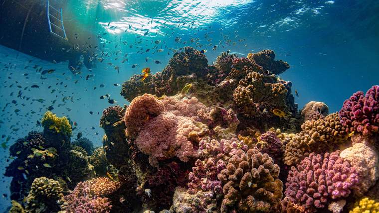 Snorkeling Experience in Jeddah