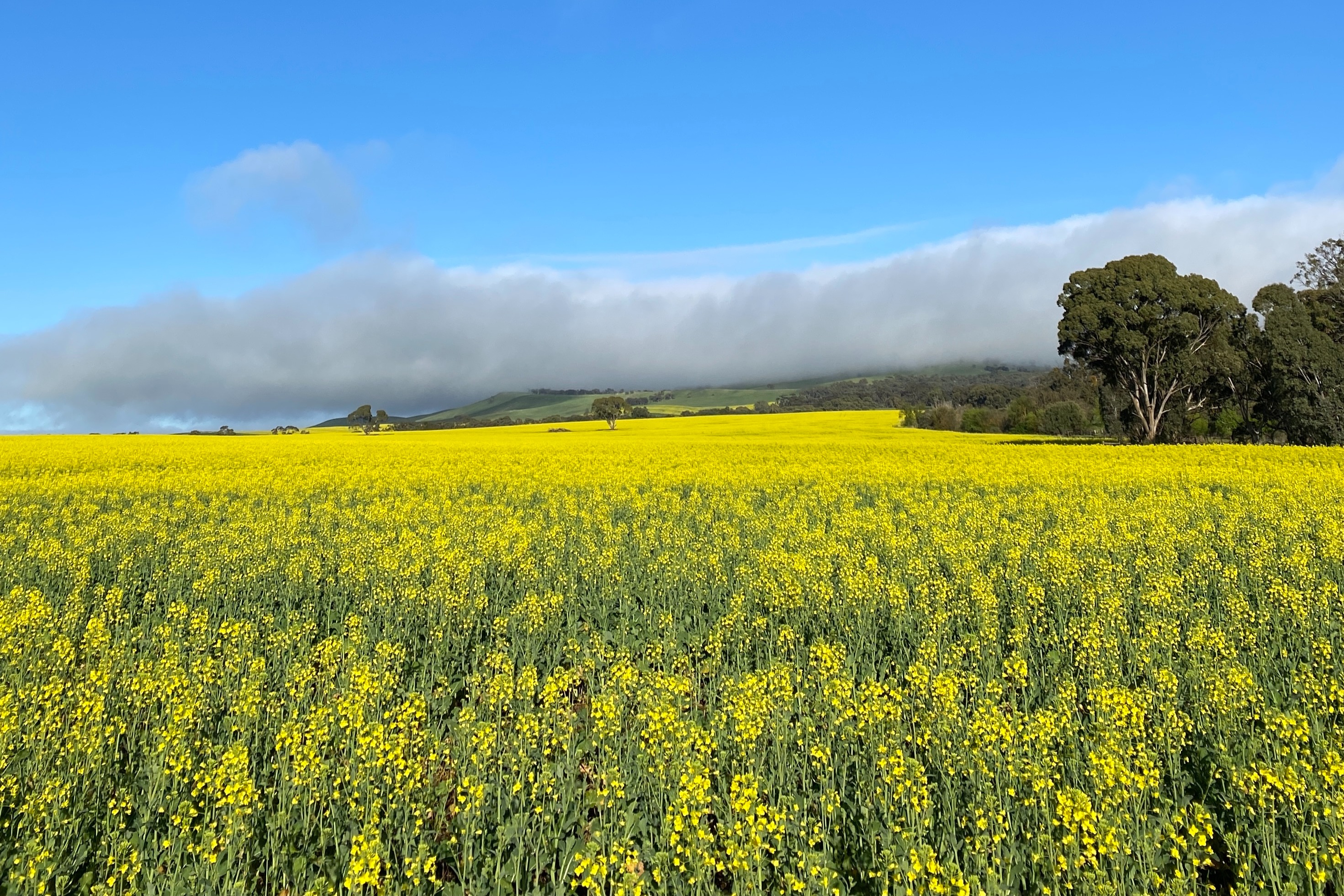 Private canola scenic flight and wine tasting tour