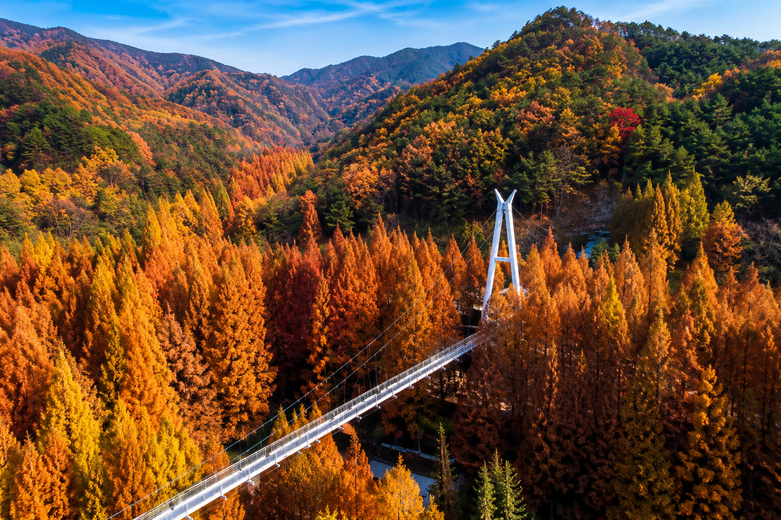 Daejeon Jangtaesan Forest & Jungang Market Discovery with Local Food