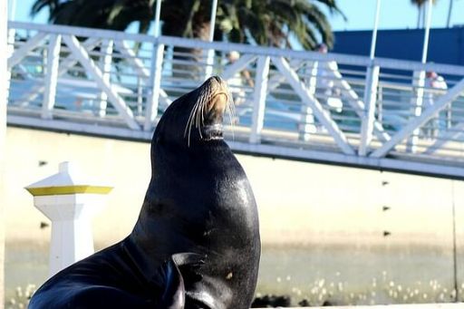 Kayak or Paddleboard with Sea Lions Experience in Marina del Rey