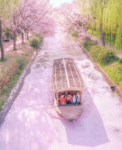 數百株吉野櫻盛放，將河道點綴成夢幻般的粉色隧道~