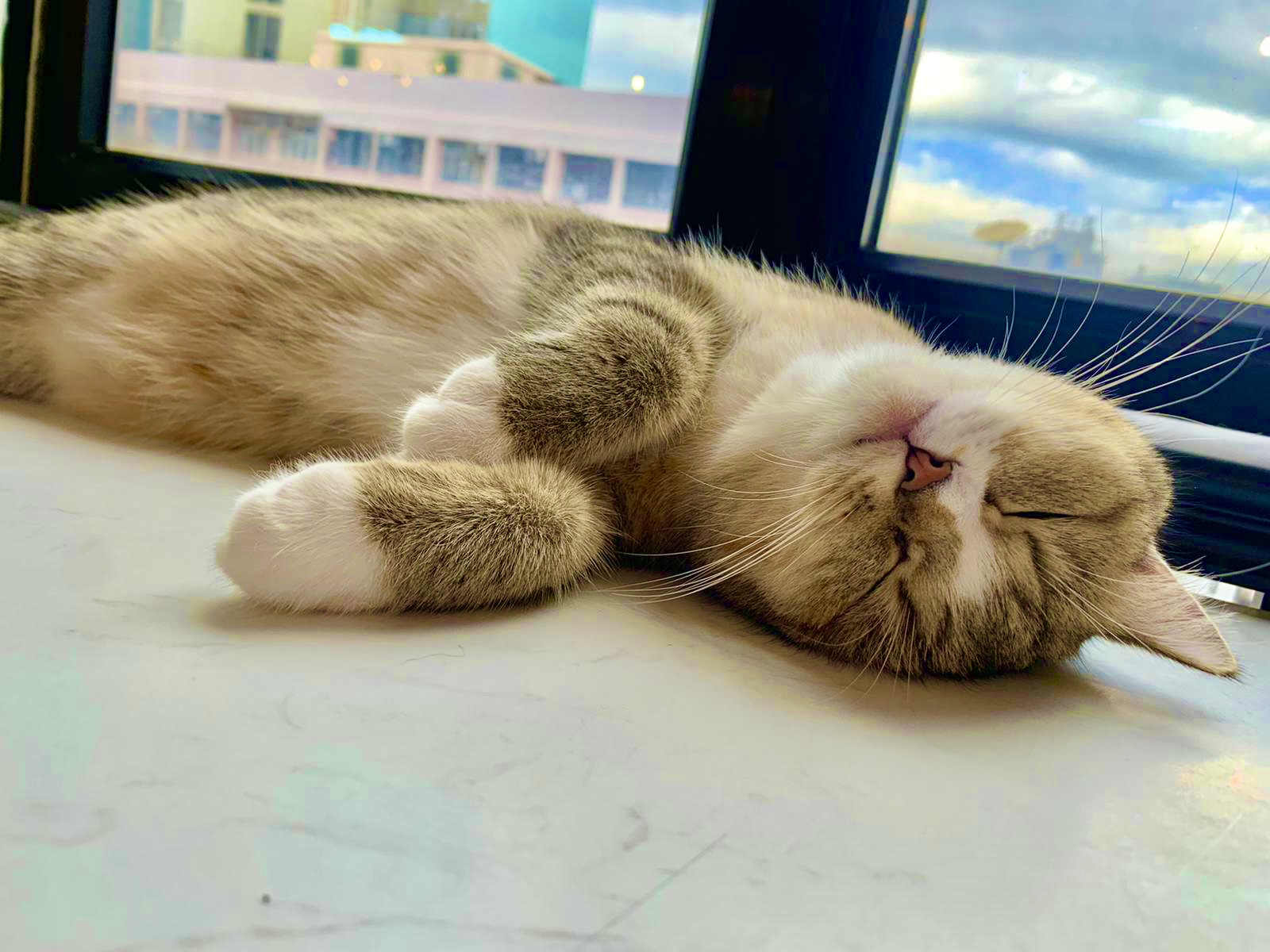 Catio Cat Cafe 1時間利用チケット（香港・銅鑼湾）