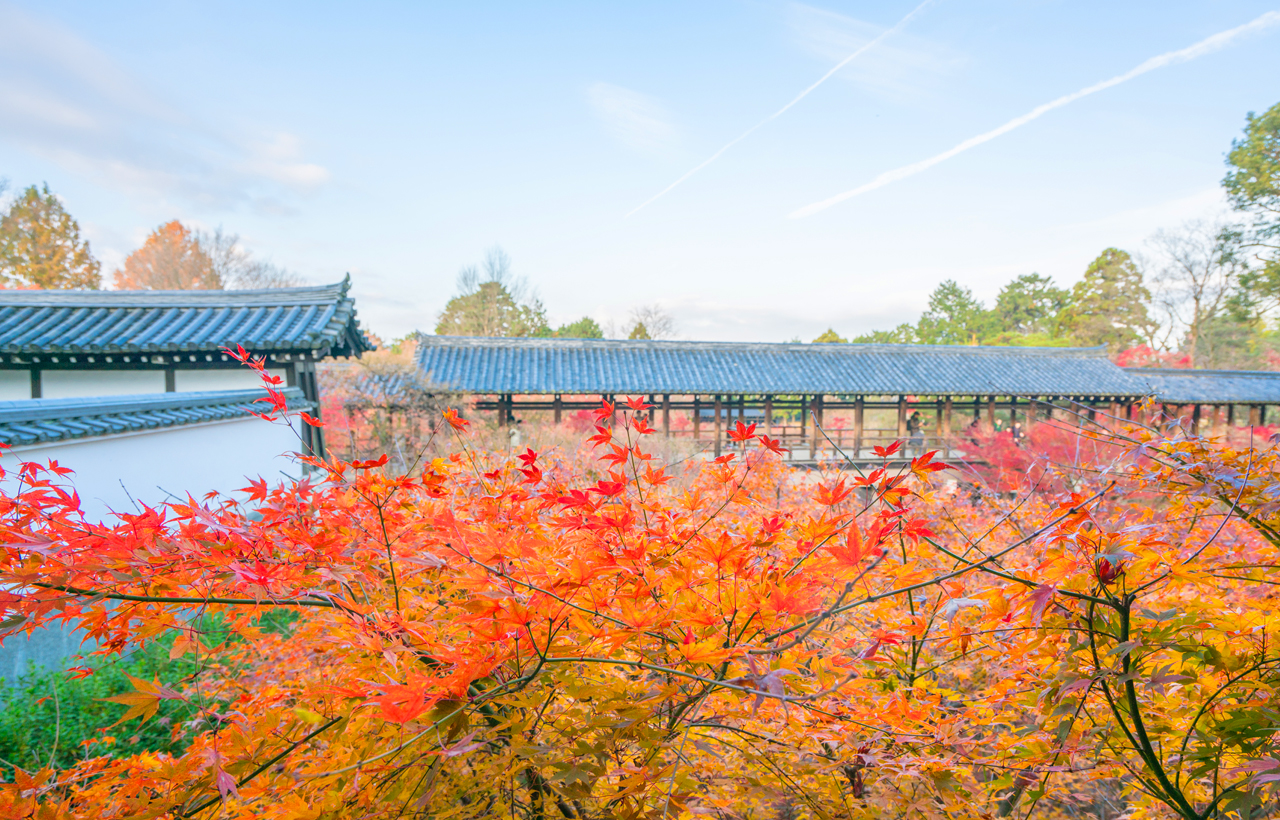 紅葉季｜京都東福寺＆伏見稻荷大社＆貴船神社賞楓一日遊｜4~13人精品小團