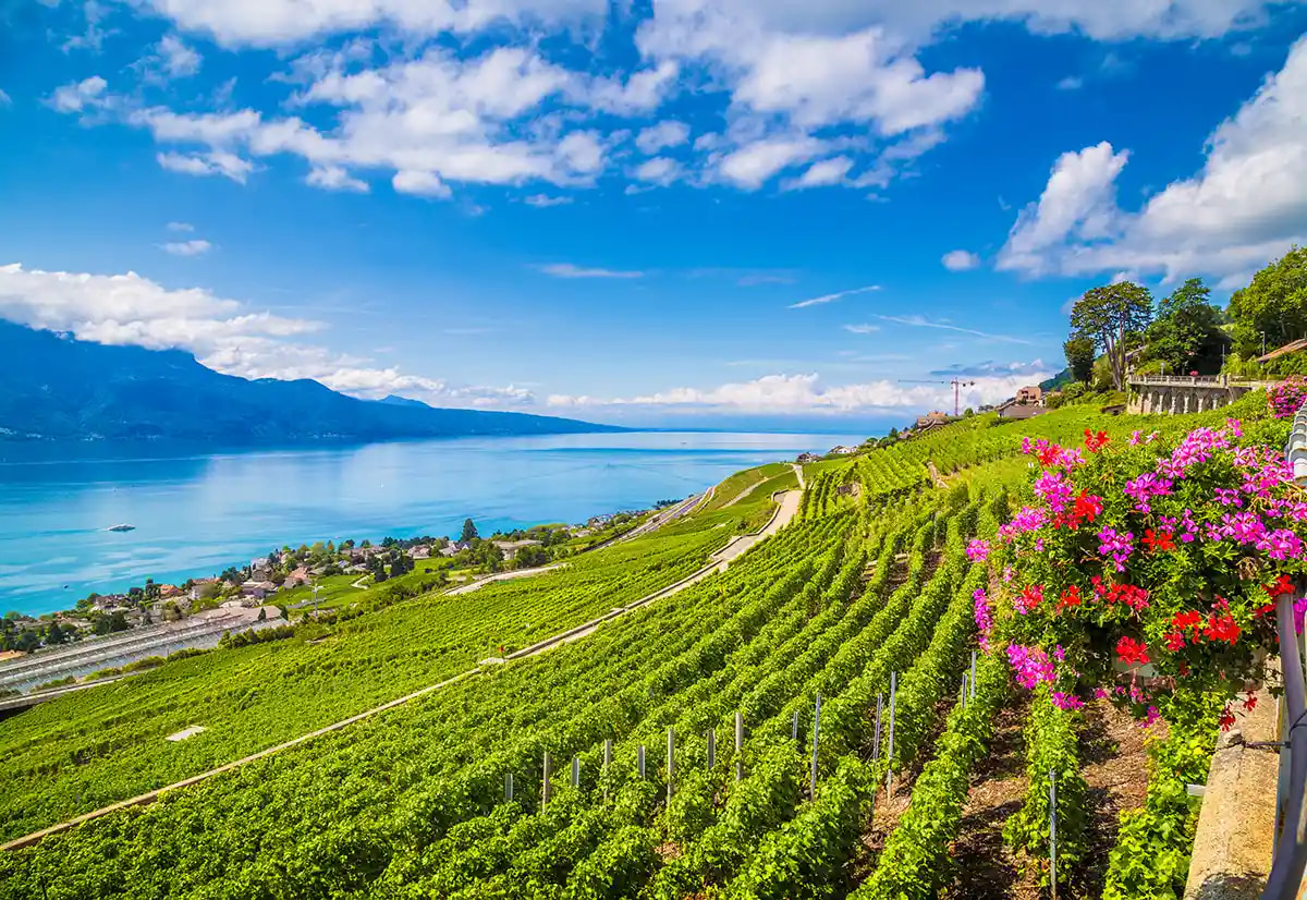 Swiss Wine Tasting in Lavaux Vineyards from Zurich