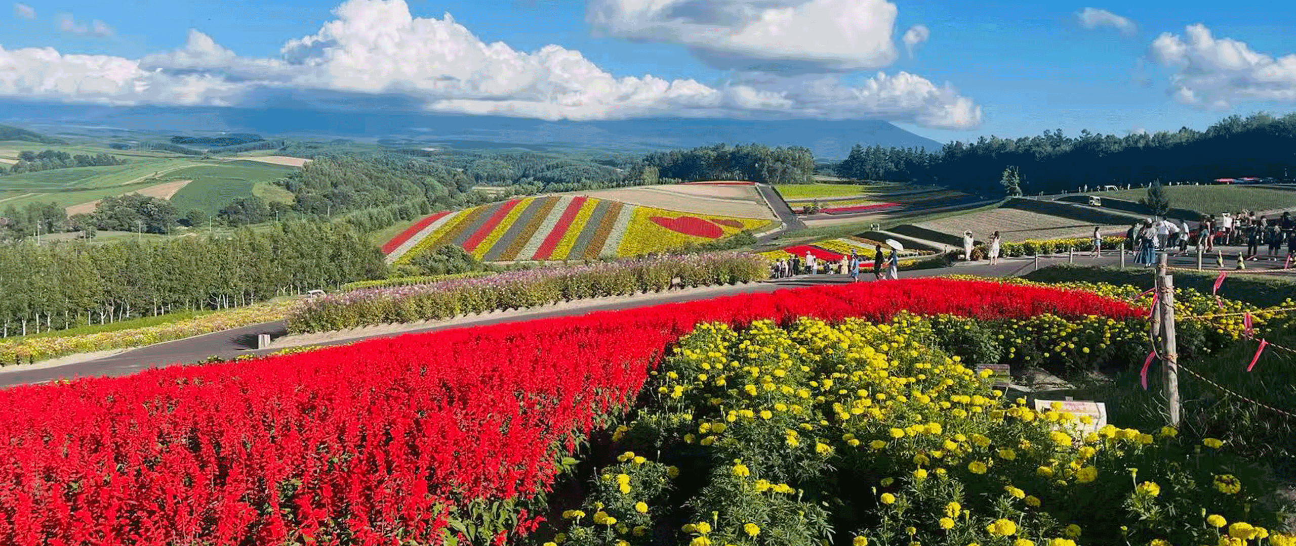 北海道】 Sapporo Tomita Farm & Furano Full-Day Tour with Private