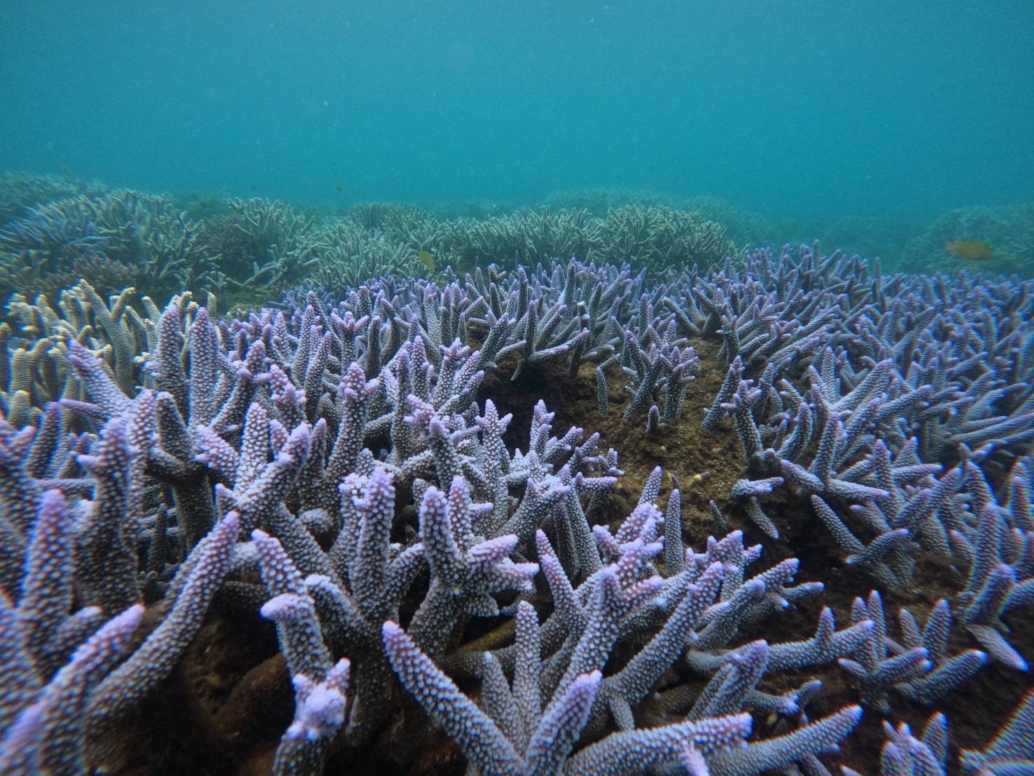 澎湖跳島：七美・將軍嶼秘境紫色珊瑚雙浮潛・花火節