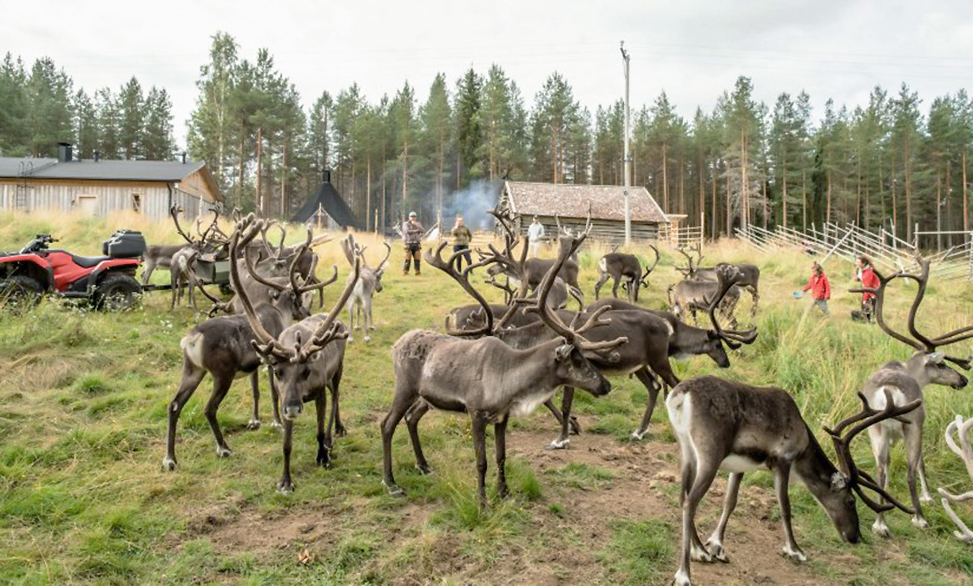 Summer Reindeer farm Visit