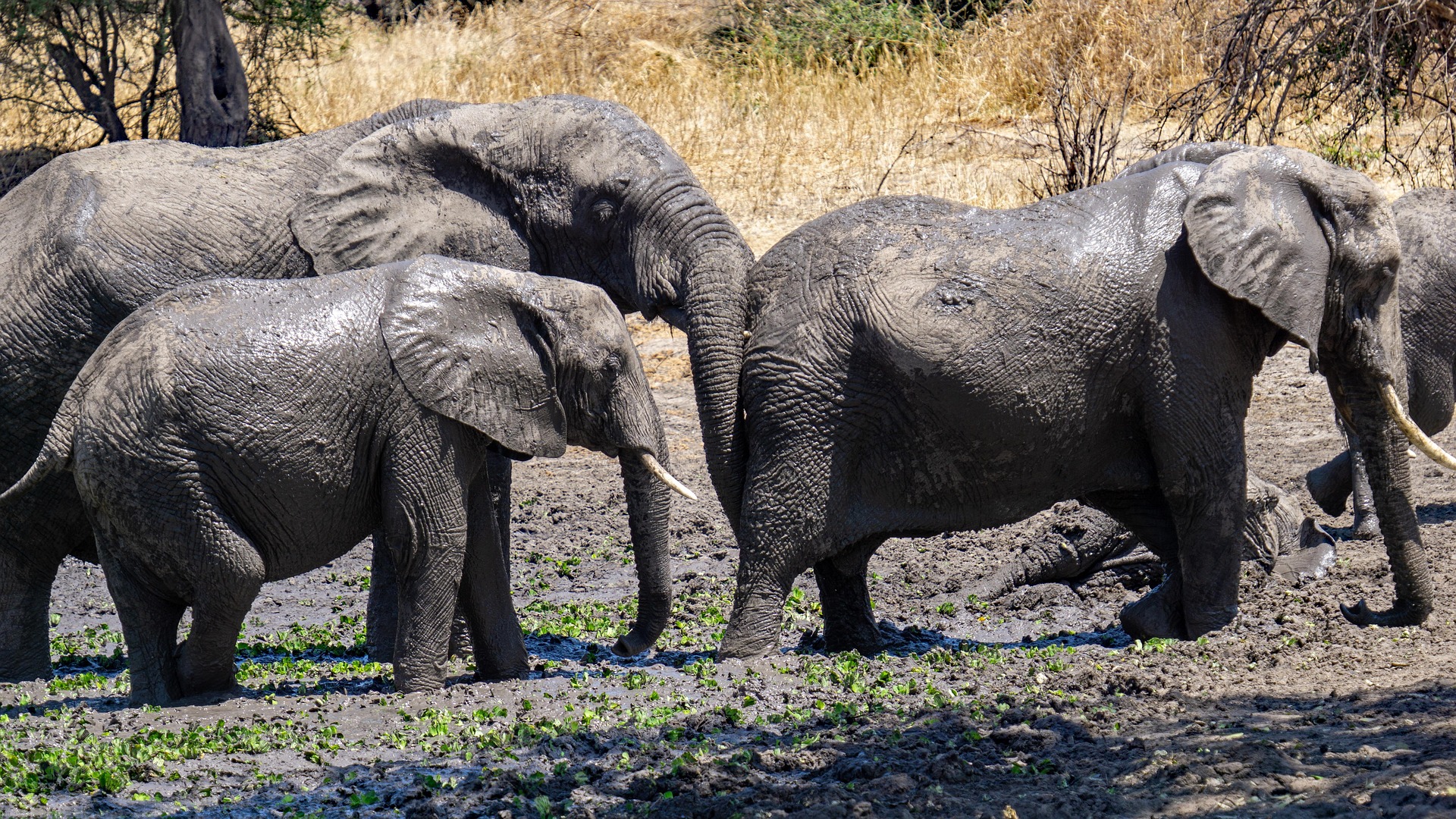 Elephants within the muds