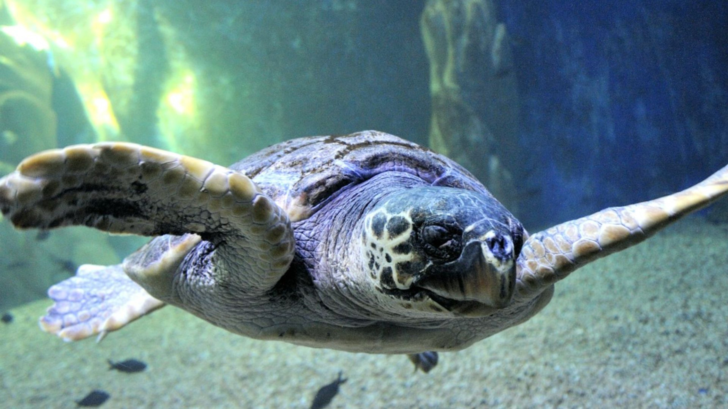 Cala Gonone Aquarium ticket in Sardinia