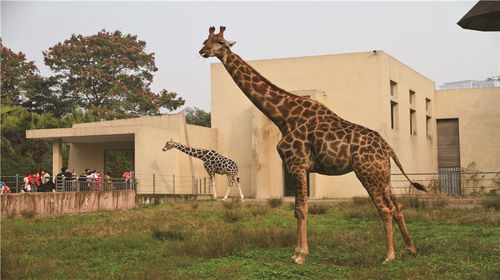 重慶動物園