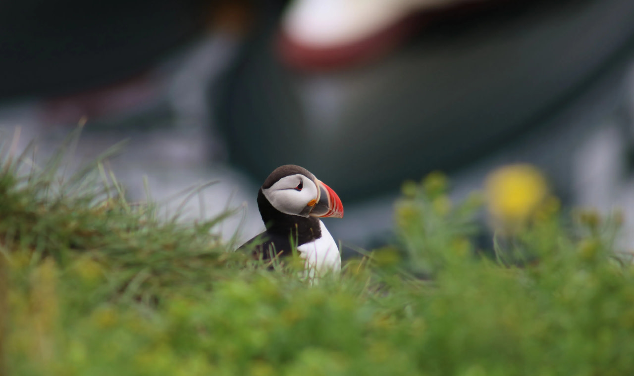 Reykjavik Puffin Island Half-Day Guided Boat Tour