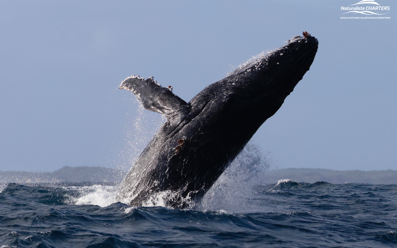 行程將有專業海洋生物學家隨行,旨在啟發您的好奇心,同時提供豐富的教育內容。 行程將有專業海洋生物學家隨行,旨在啟發您的好奇心,同時提供豐富的教育內容。