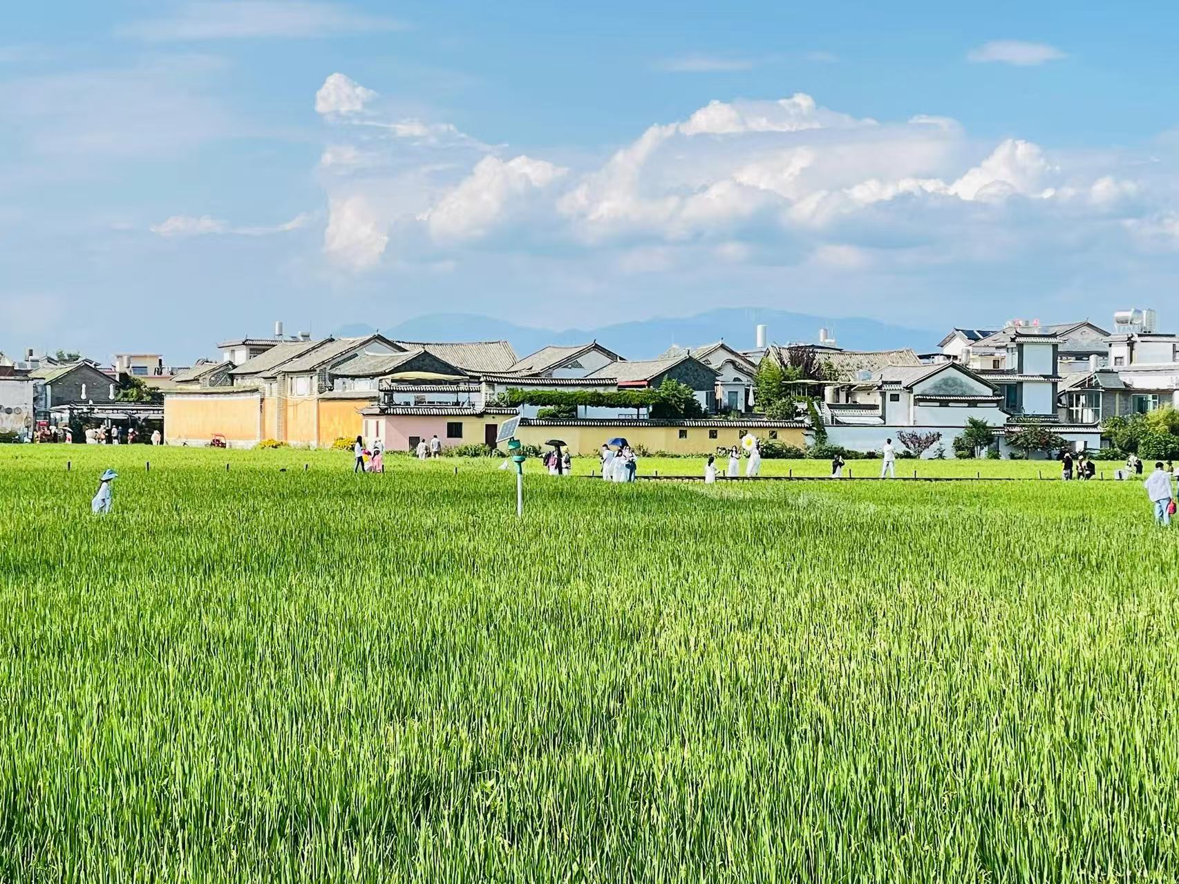 盛夏喜洲，大片翠綠稻田一望無際。白族傳統民居坐落田邊，遊人漫步田間，雲朵蓬鬆浮於藍天，遠山隱約，田園清新治癒，盡顯大理鄉野的悠然氣息
