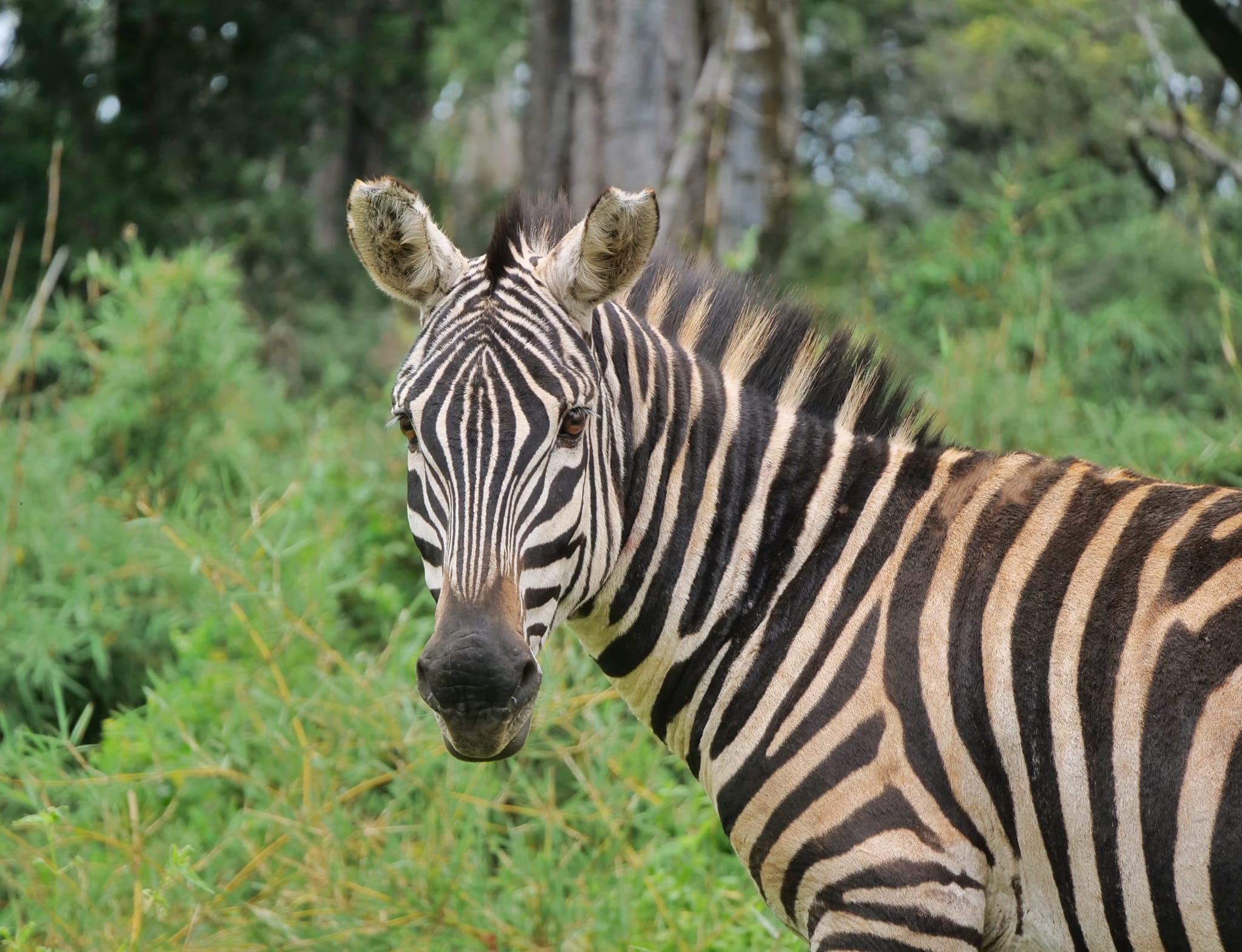 4日野生動物逃脫之旅：桑布魯 & 阿伯達爾野生動物園探險