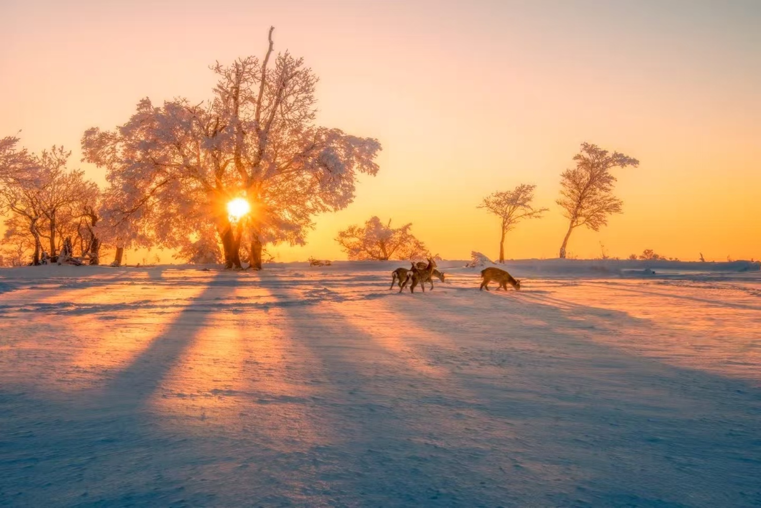 霧凇日落:暖金夕陽穿透玉樹,雪地泛著柔光,鹿群漫步其間,冷冬瞬間裹上了一層暖意濾鏡 霧凇日落:暖金夕陽穿透玉樹,雪地泛著柔光,鹿群漫步其間,冷冬瞬間裹上了一層暖意濾鏡
