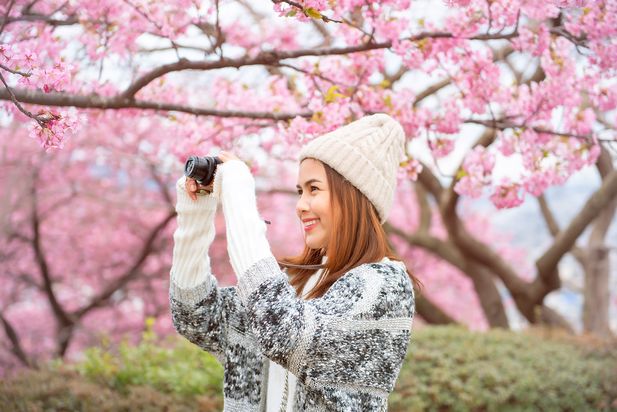 Seoul Cherry Blossom & POKPO Waterfall Cafe One Day Tour