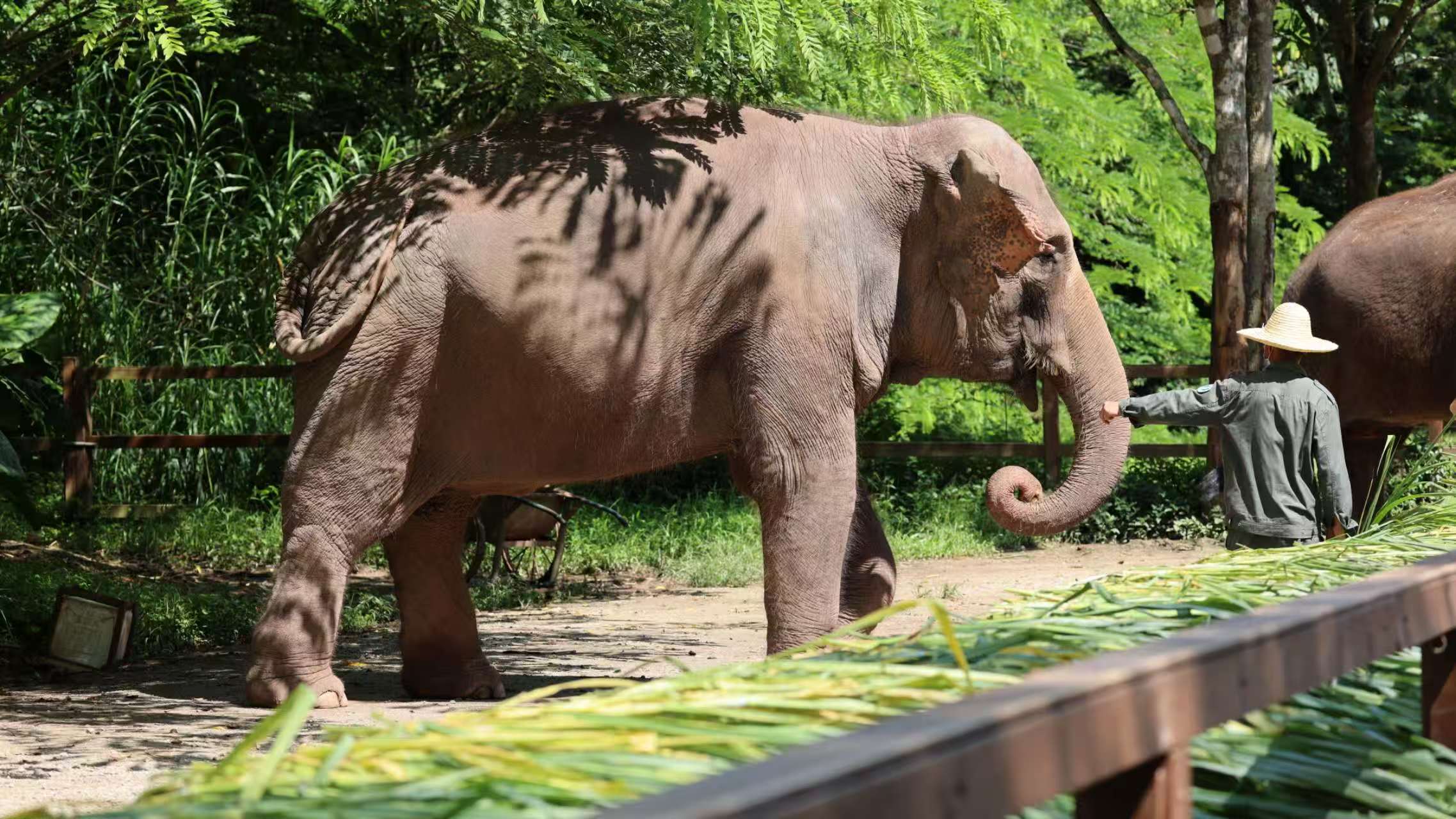 野象谷內自然資源豐富，彙集了熱帶雨林、南亞熱帶常綠闊葉林及眾多珍稀動植物種群等，是集生態旅遊、科普科考教學、休閒度假為一體的綜合性生態旅遊景區
