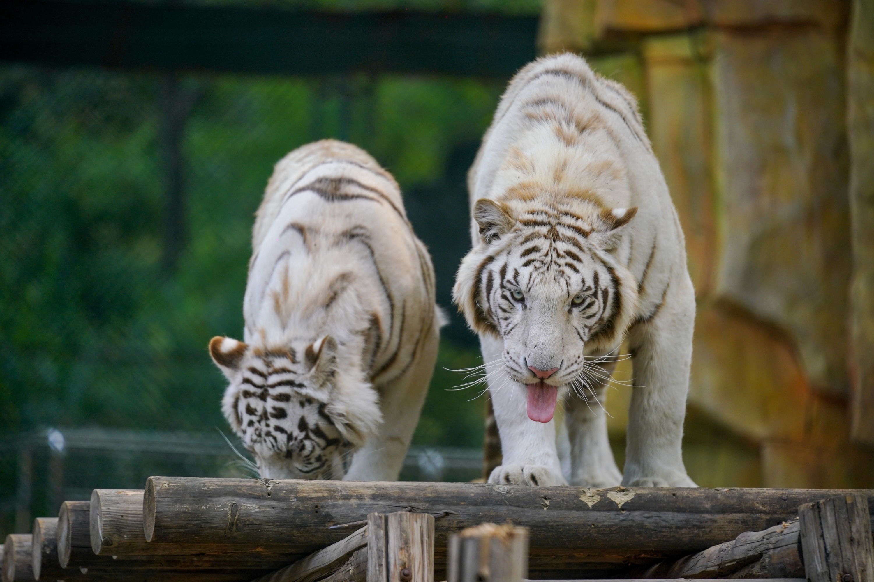 北京野生動物園 入園チケット