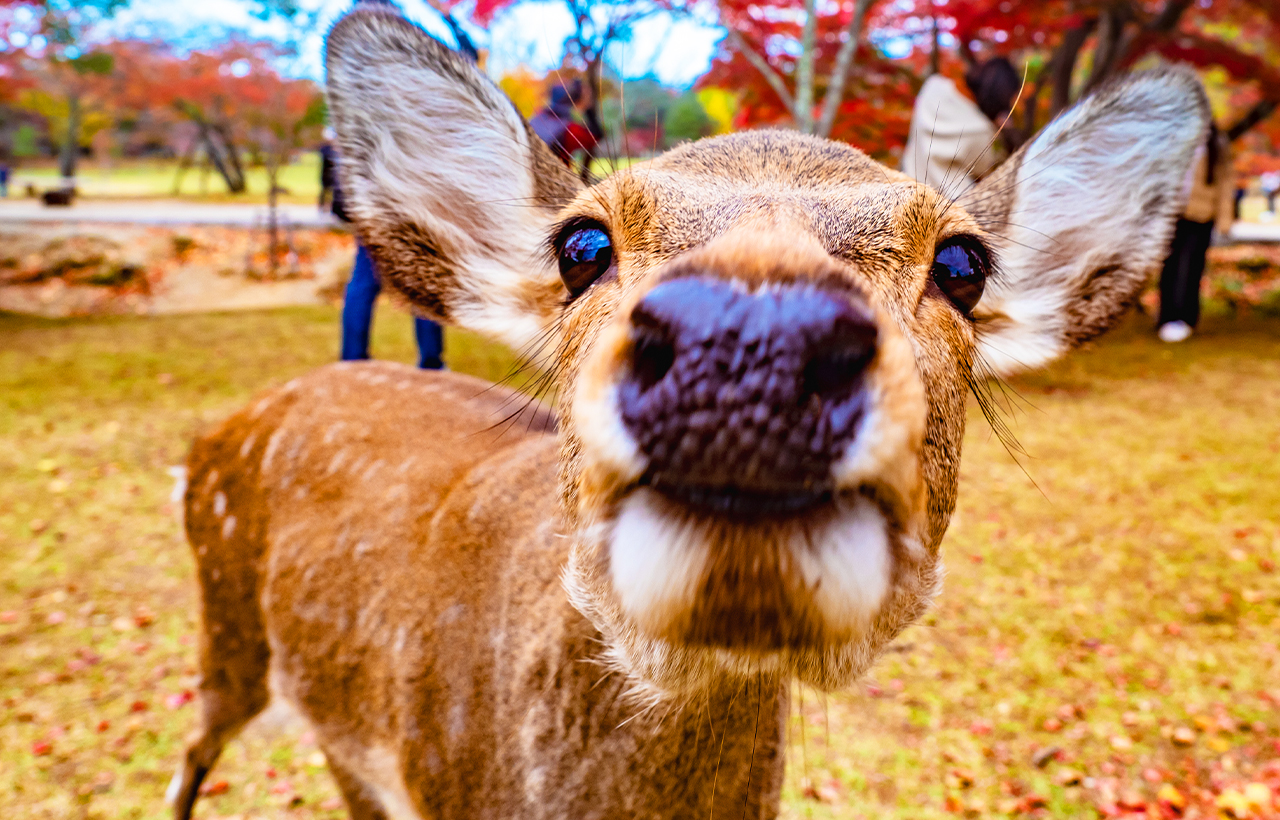 京都·嵐山·奈良｜嵯峨野小火車·竹林小徑·友禪光林·奈良公園·伏見稻荷大社·吉伊卡哇本鋪打卡一日遊｜大阪出發