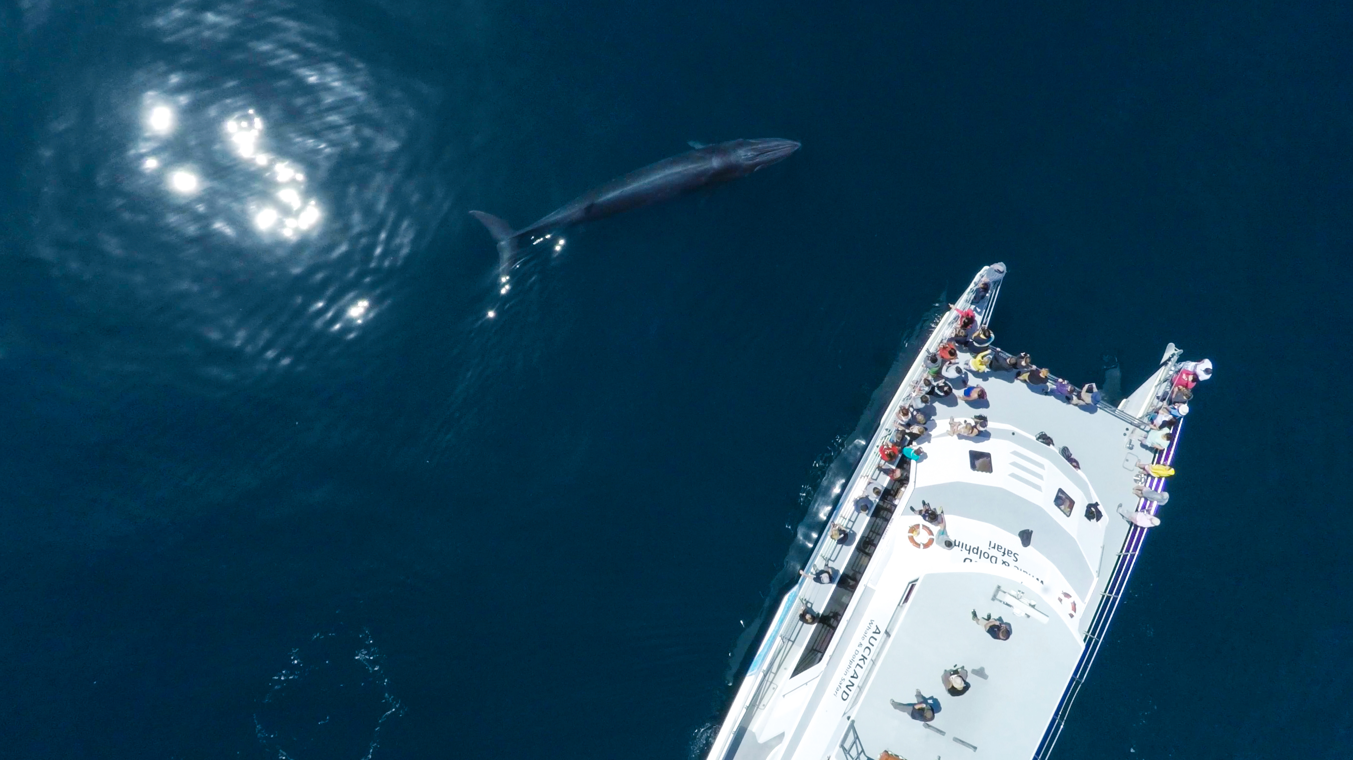 奧克蘭觀鯨海豚遊船 (Auckland Whale and Dolphin Safari Cruise)