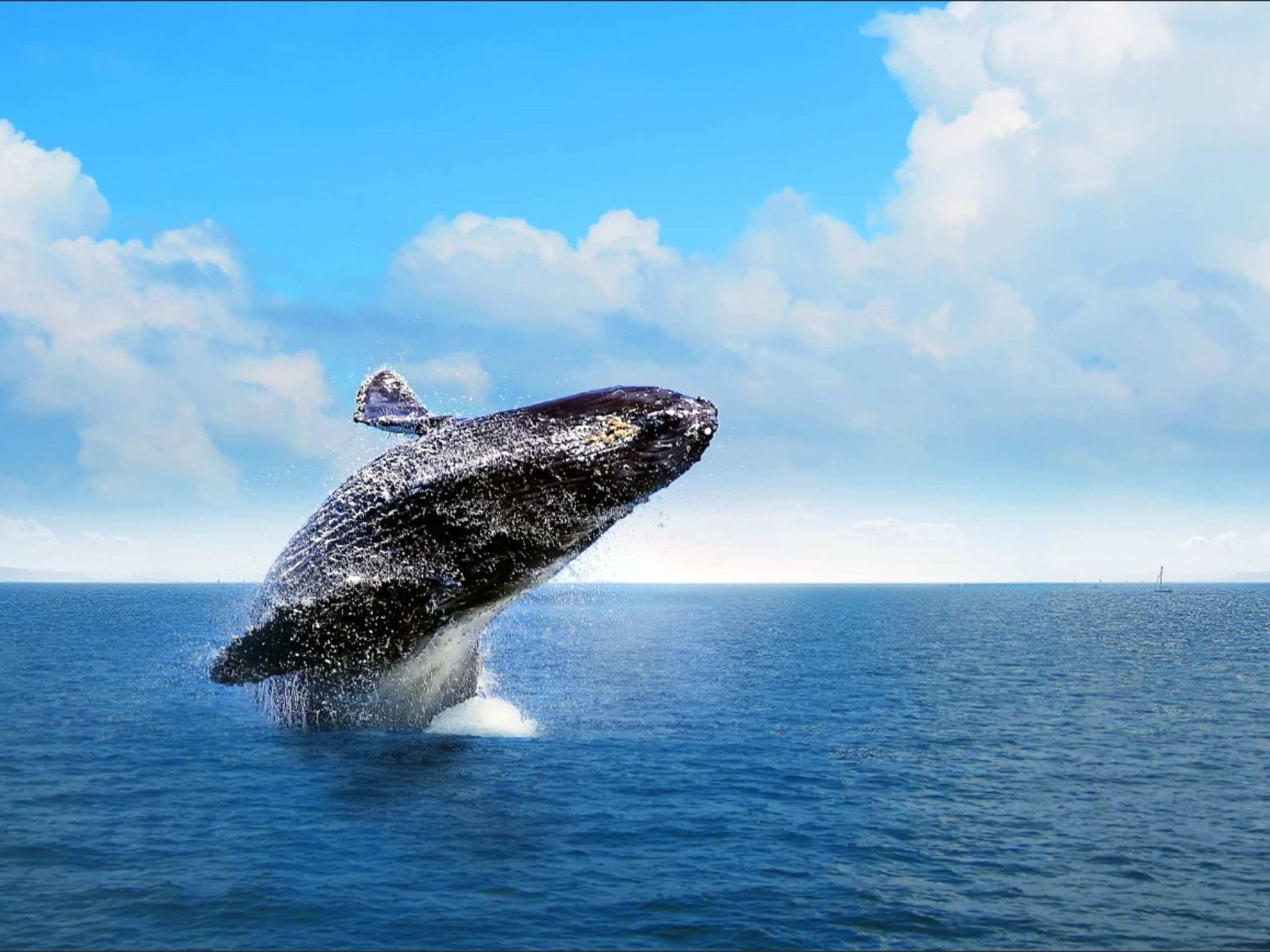 Whale Watching and Cayo Levantado Day Tour in Samana