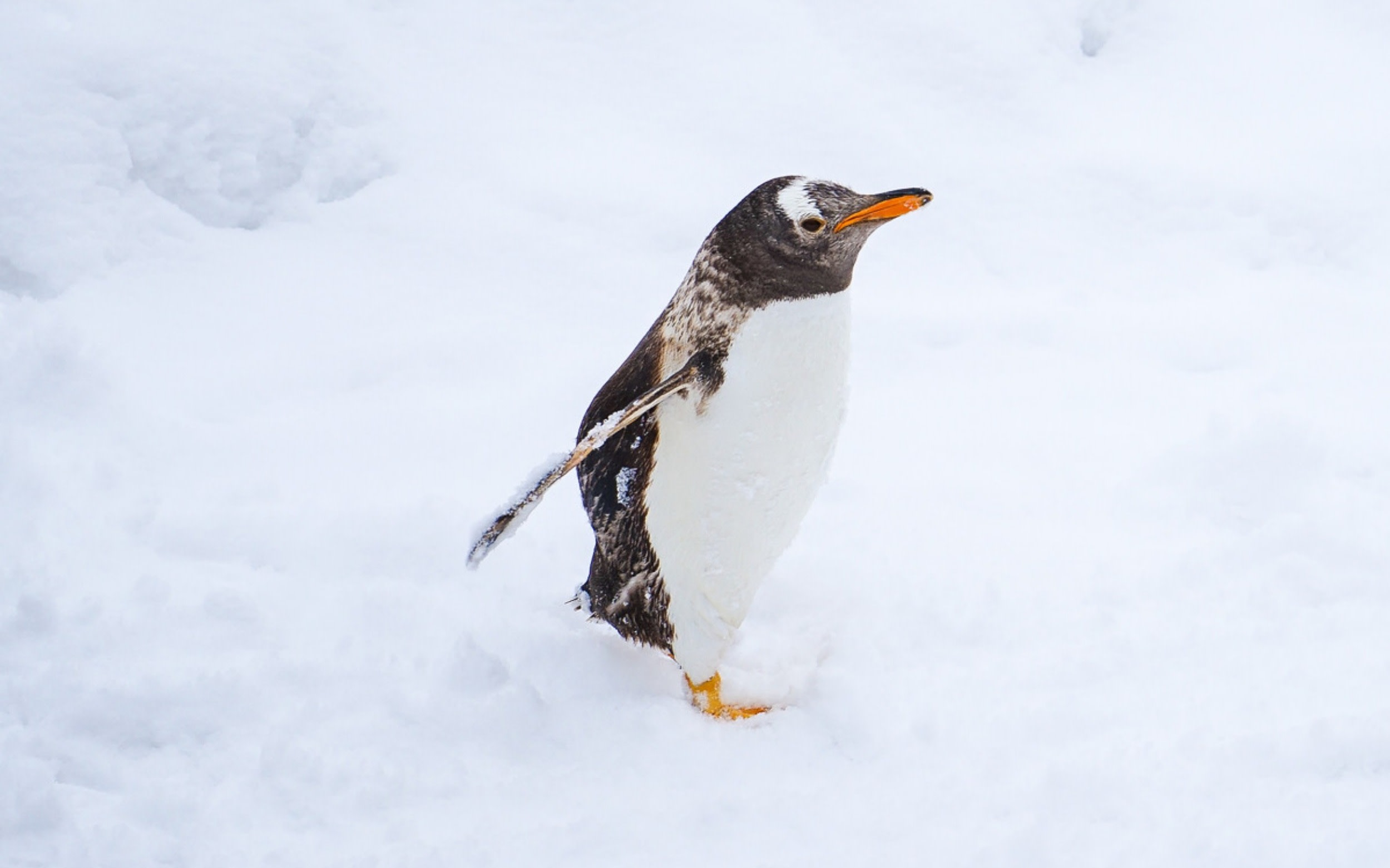 [Hokkaido Asahiyama & Biei & Furano Classic Scenic Spots Day Trip] Departure from Sapporo | Includes Asahiyama Zoo admission ticket