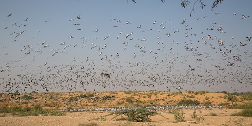 Visit Khichan & Osian With Jodhpur Drop from Jaisalmer include Guide