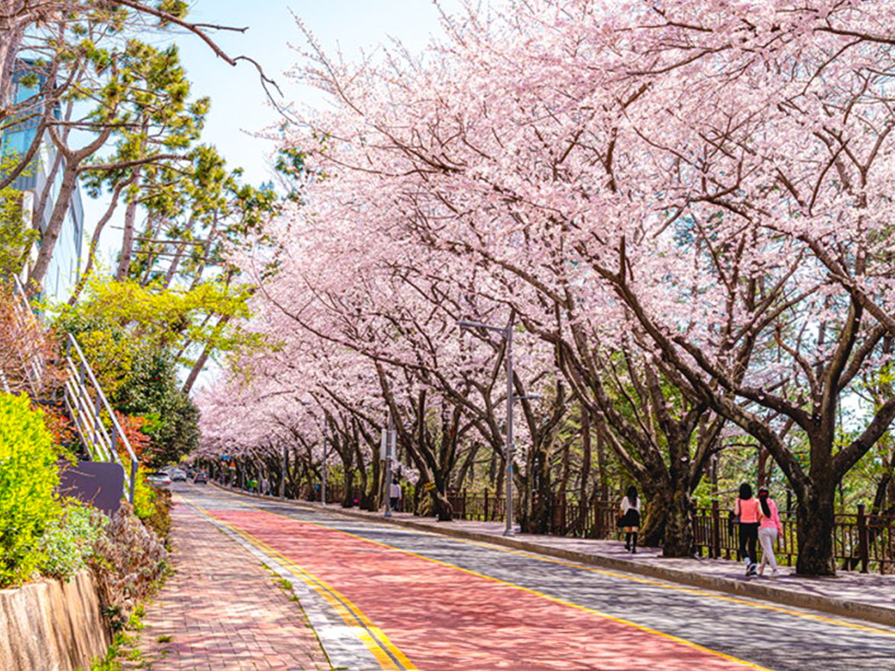 Spring Exclusive Busan–Yangsan VIP Blossom Tour