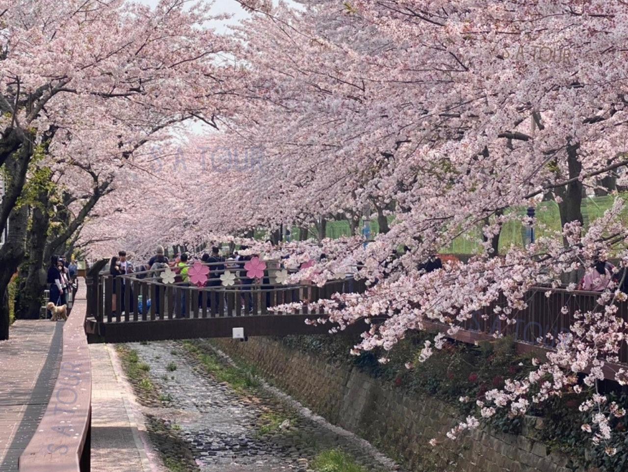 Jinhae Gunhangje Cherry Blossom Festival Day Tour from Seoul/Busan 