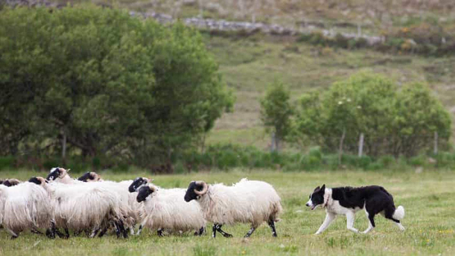 從都柏林出發的格蘭達洛、基爾肯尼和 Sheepdog 示範之旅
