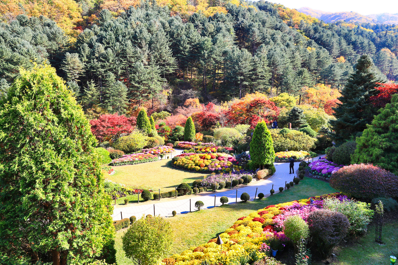 韓國秋海棠園 & 小法國村 & Jara島櫻花之旅