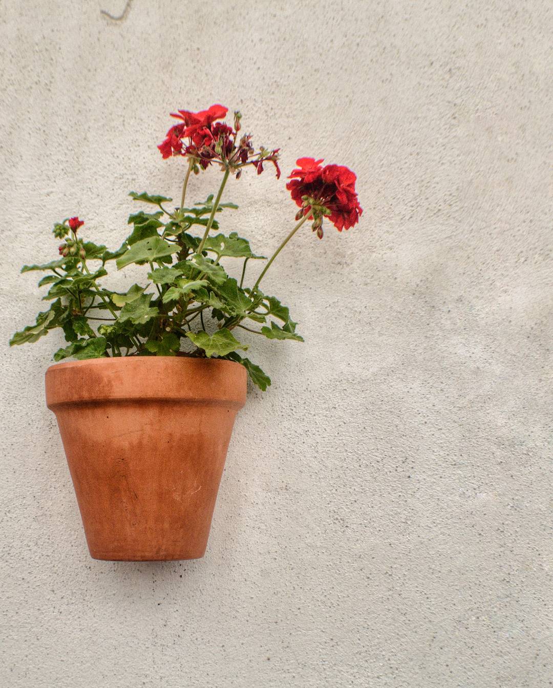 哥多華 (Cordoba) 庭院