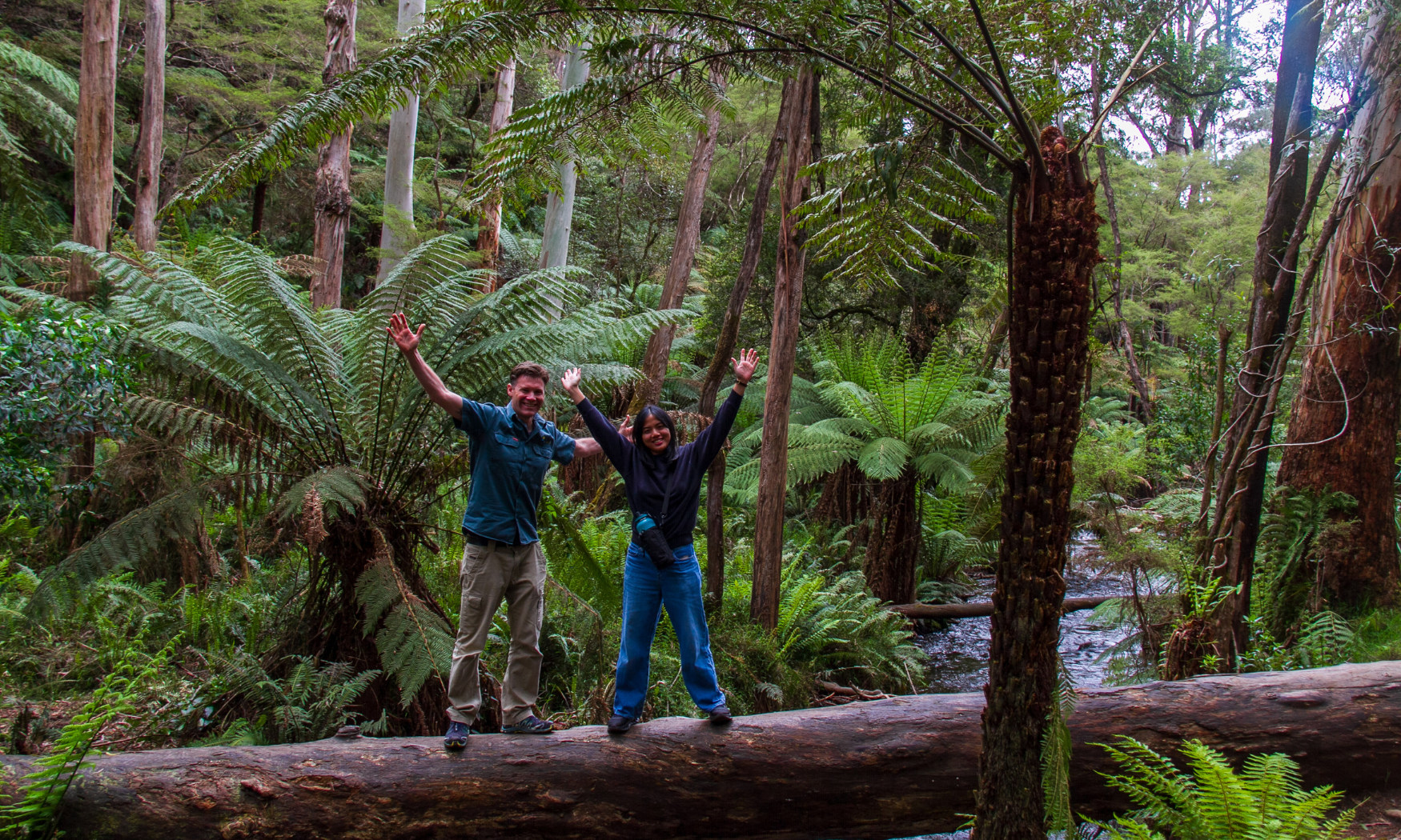 跟隨導遊漫步於雄偉的紅木林和蕨類植物遍布的溝壑，享受寧靜的時光。