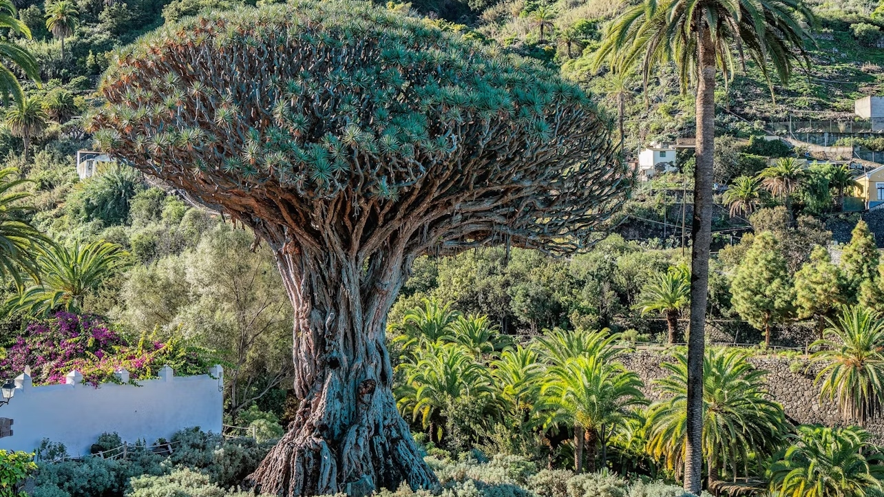 Marvel at the iconic Dragon Tree in Icod de los Vinos, a Canary Islands symbol