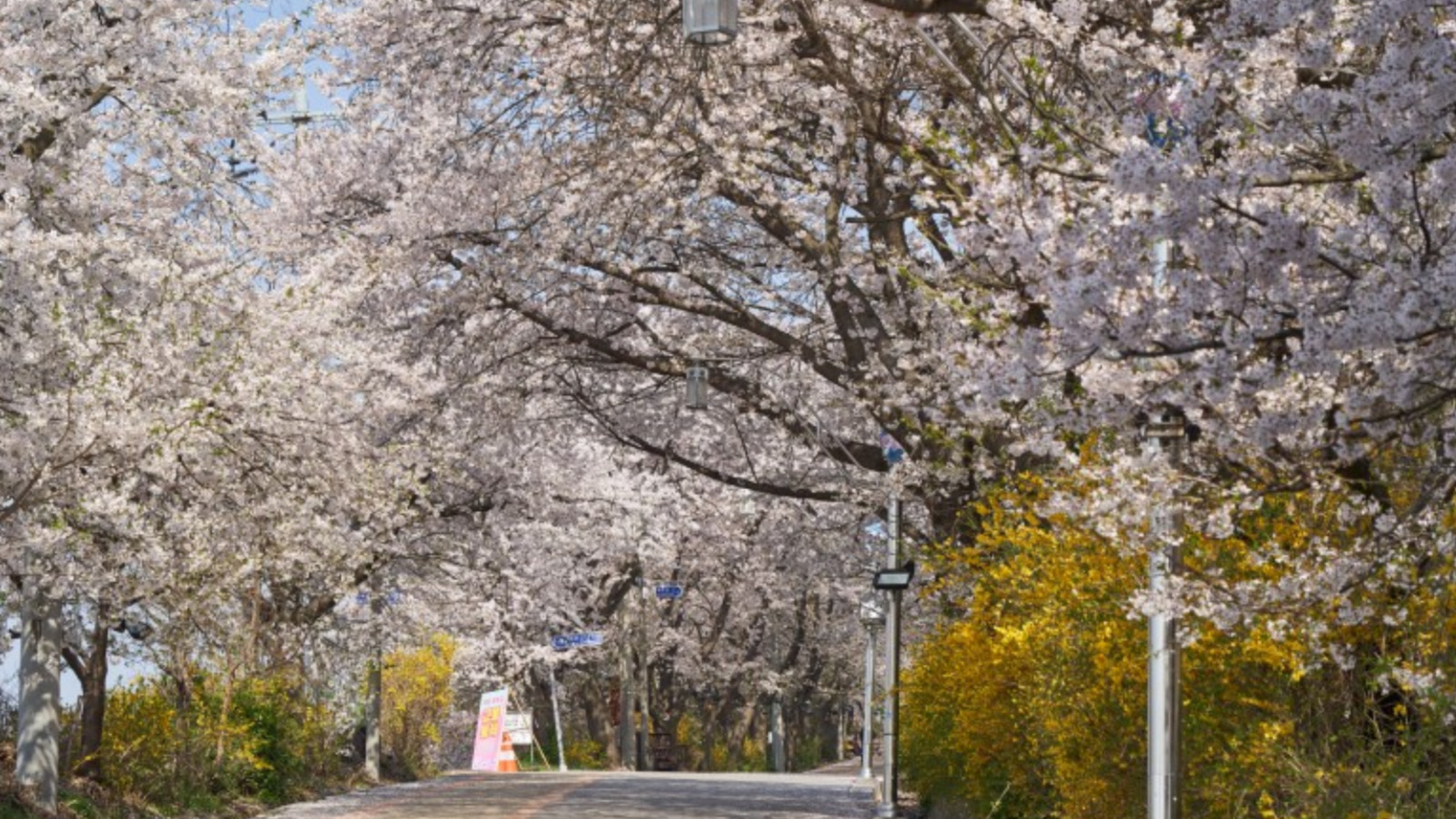 江華島賞櫻／斜坡滑車／傳統文化體驗一日遊