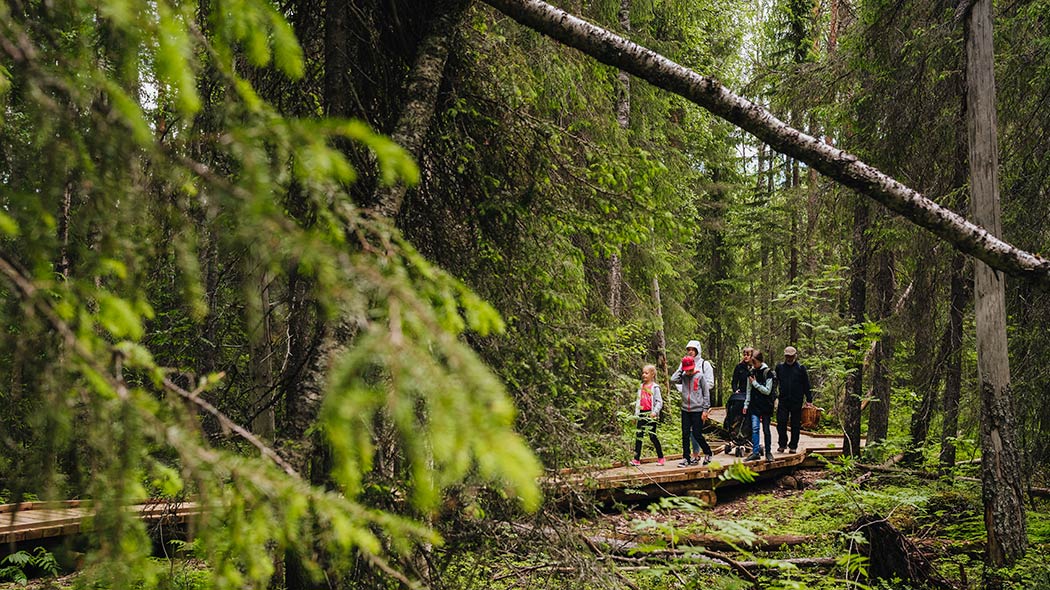 Vikakongas Hiking Experience