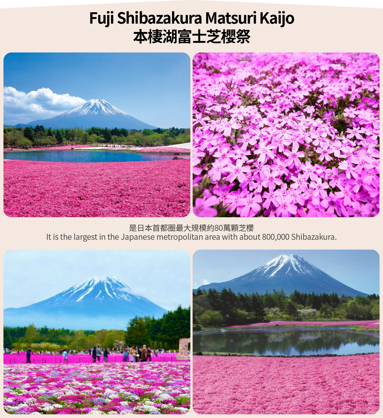 【富士山雙湖美景網紅溫泉一日遊】新倉山淺間公園或富士山五合目&河口湖季節限定賞楓賞花&山中湖一日遊（東京出發）