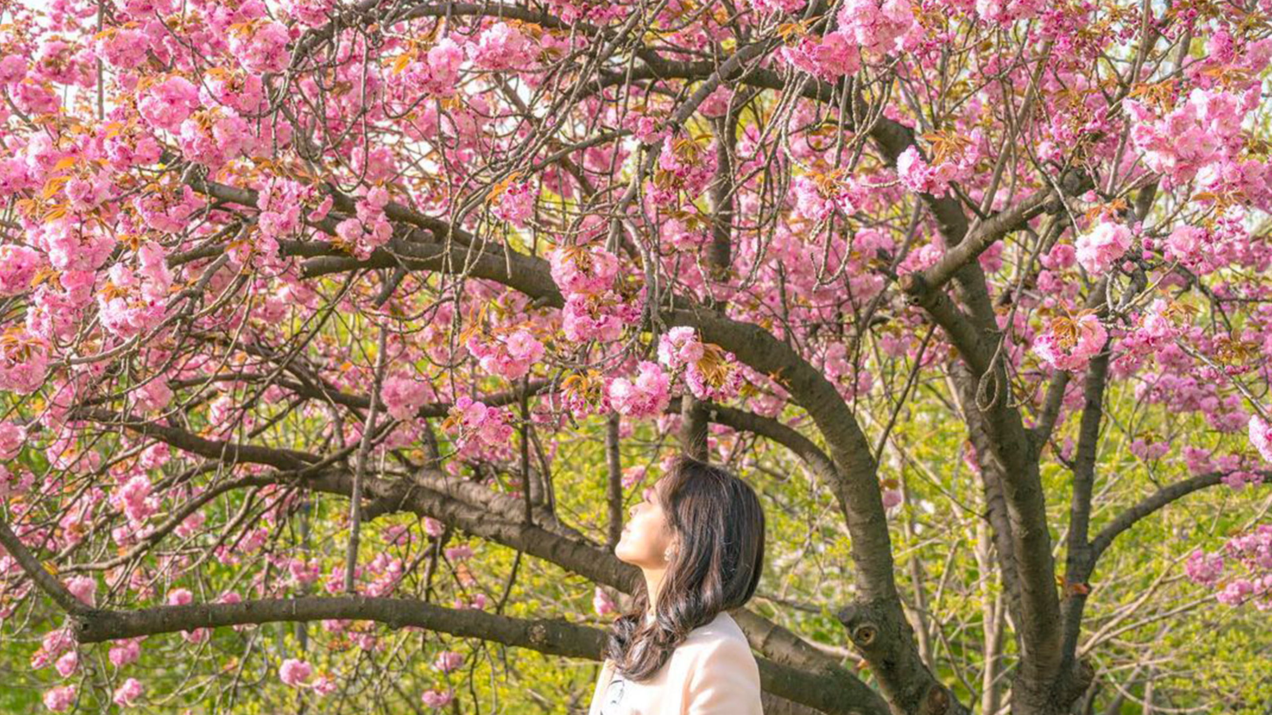 King Cherry Blossoms Day Tour from Seoul