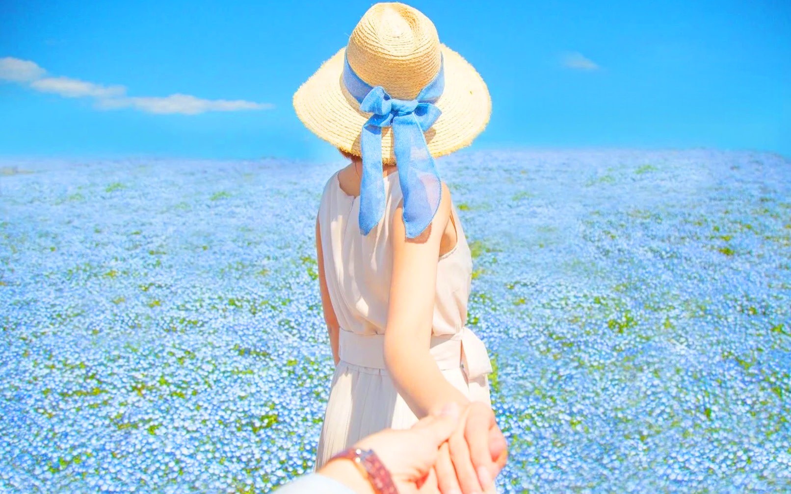 Ibaraki Flower Viewing: Oarai Isosaki Shrine & Nakaminato Seafood Market & Hitachi Seaside Park Day Trip | Departing from Tokyo/Shinjuku