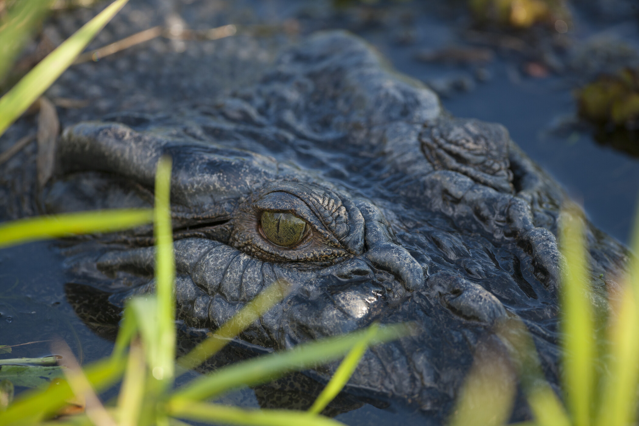 Jumping Crocodile Cruise Tour from Darwin