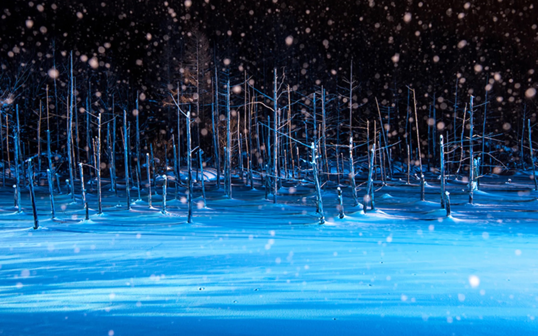 Shirogane Blue Pond & Forest Elf Terrace Night Illumination Experience