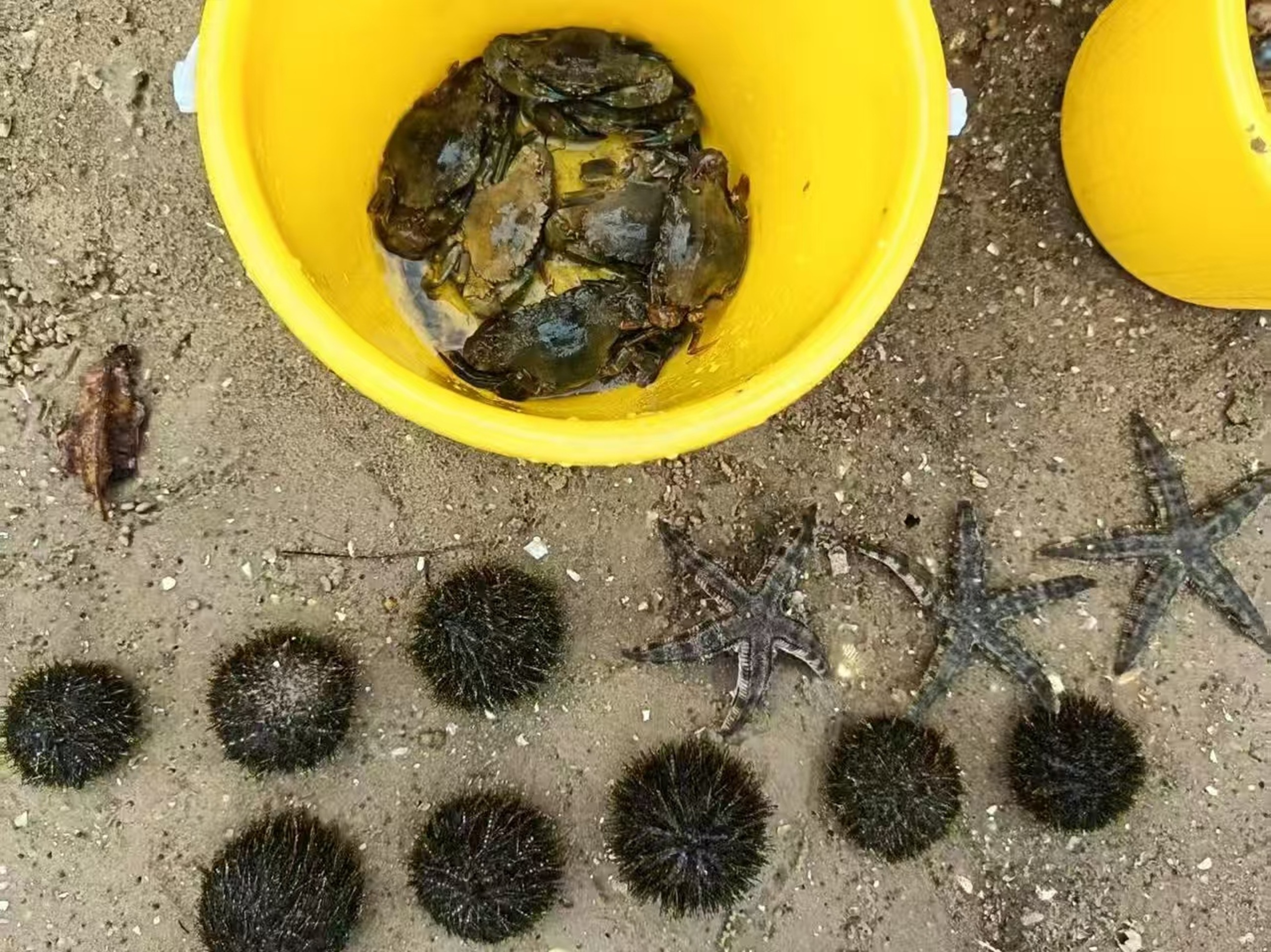 黃桶裡的青蟹與灘上的海膽、海星錯落擺放，黑刺海膽與灰褐海星相映，是趕海 “海陸雙收” 的直觀展示