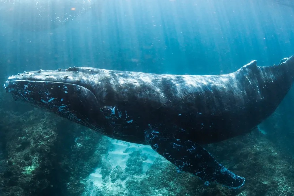 ニンガルーリーフ ザトウクジラとの遊泳体験