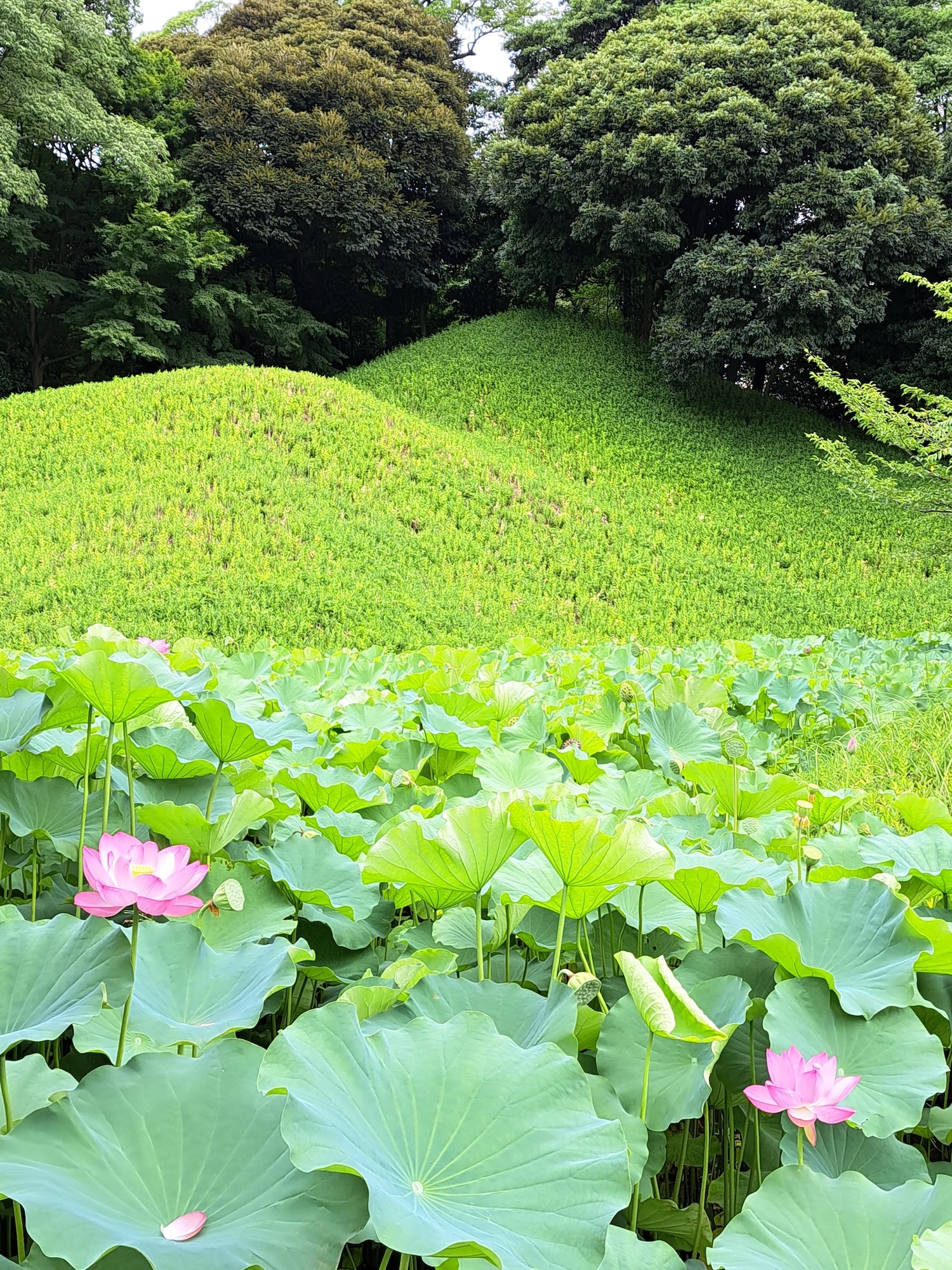 從淺草出發：探索東京古城、寺廟、庭園與流行文化